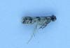 Eudarcia sp.